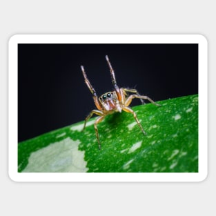 A gorgeous metallic jumper (Siler semiglaucus) raising its arms from a Monstera Thai constellation! It's also know as colorful jumping spider and jade jumping spider Sticker